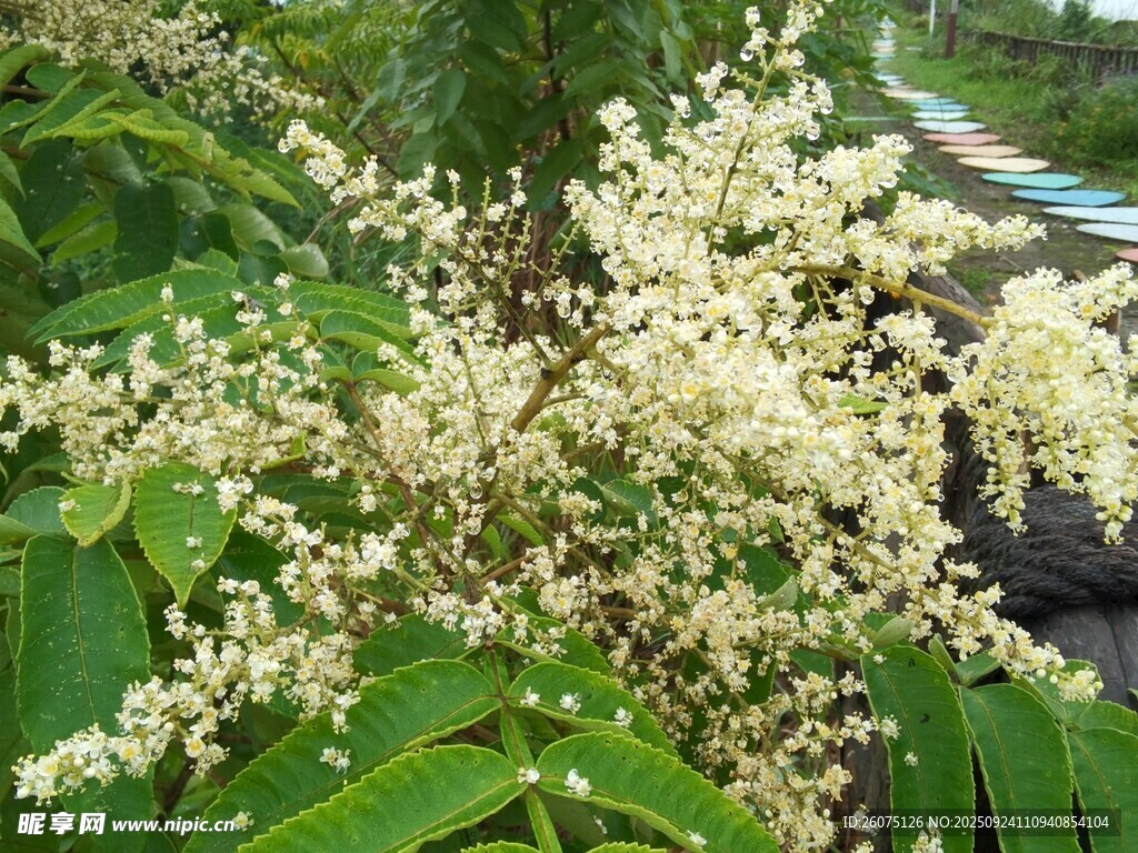 盛开的白色植物花朵