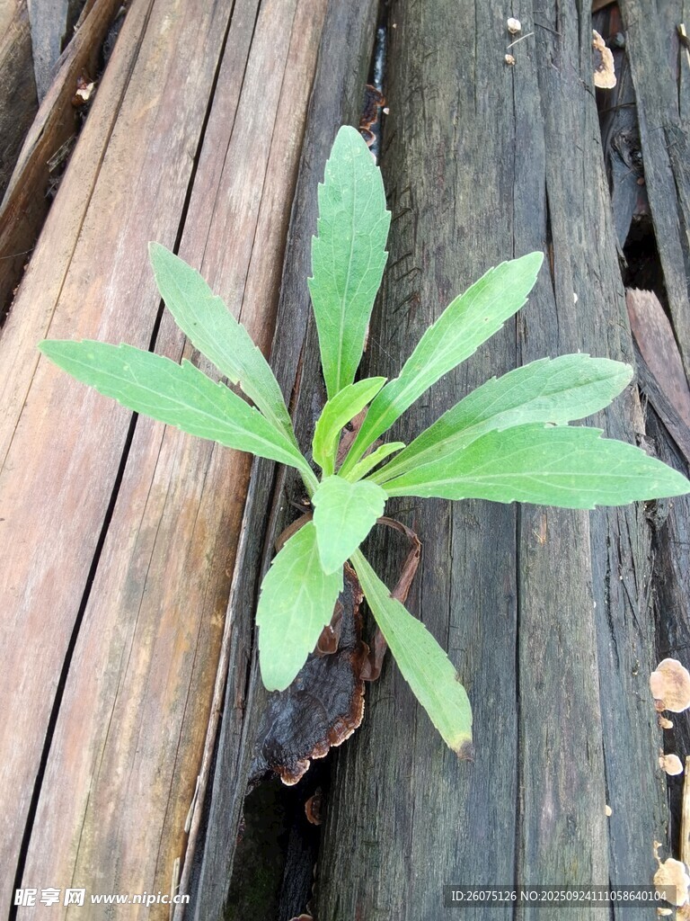 木缝中生长的嫩绿小植物