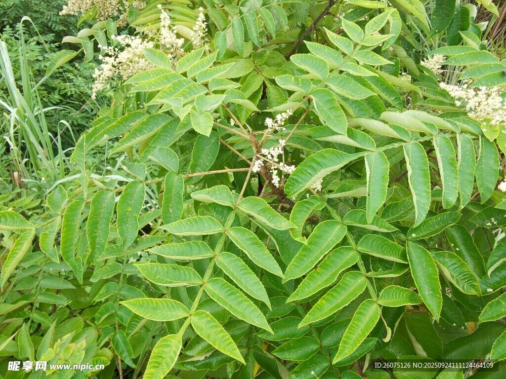 绿叶间的繁茂植物