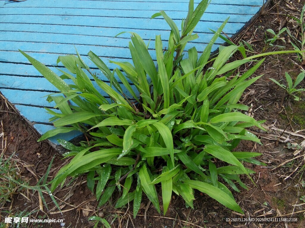 蓝墙下的翠绿植物