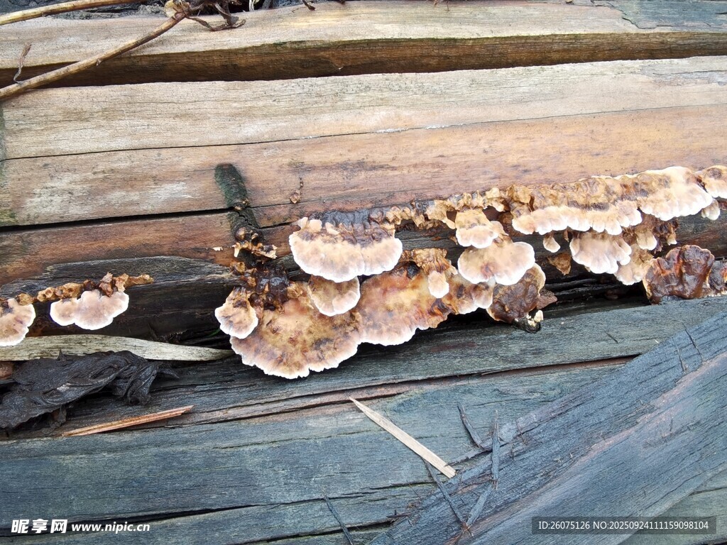 木头上生长的多彩菌类