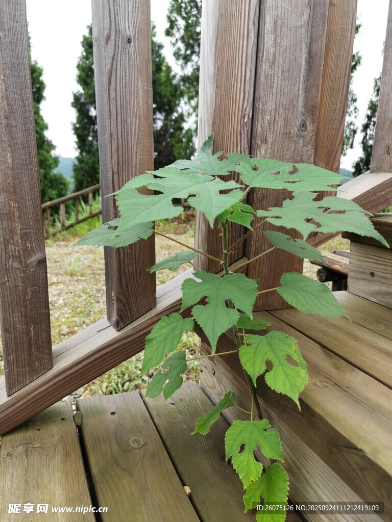木栈道旁生长的翠绿植物