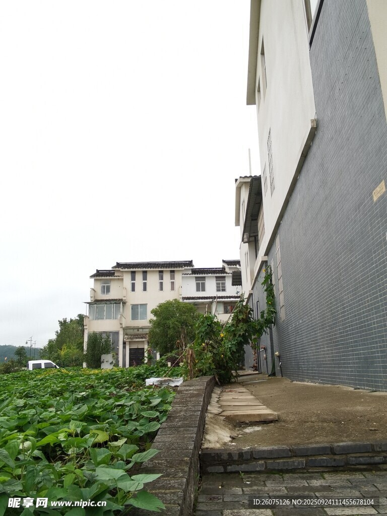 墙边绿植与远处建筑景观