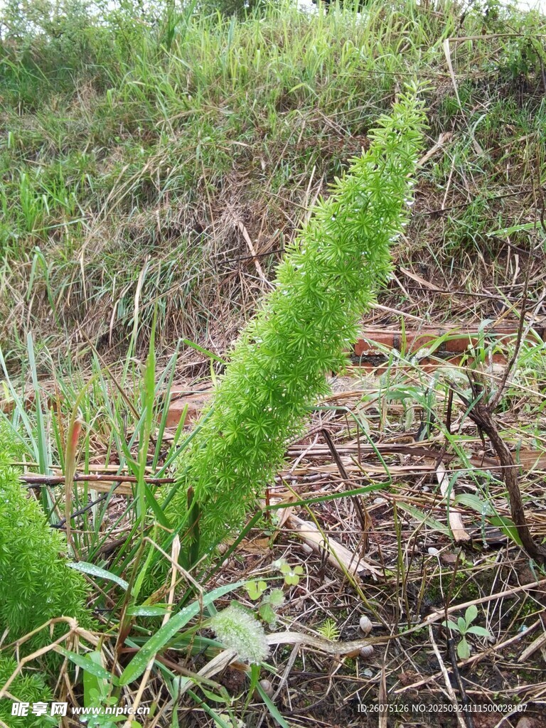 田野中的绿色狗尾草