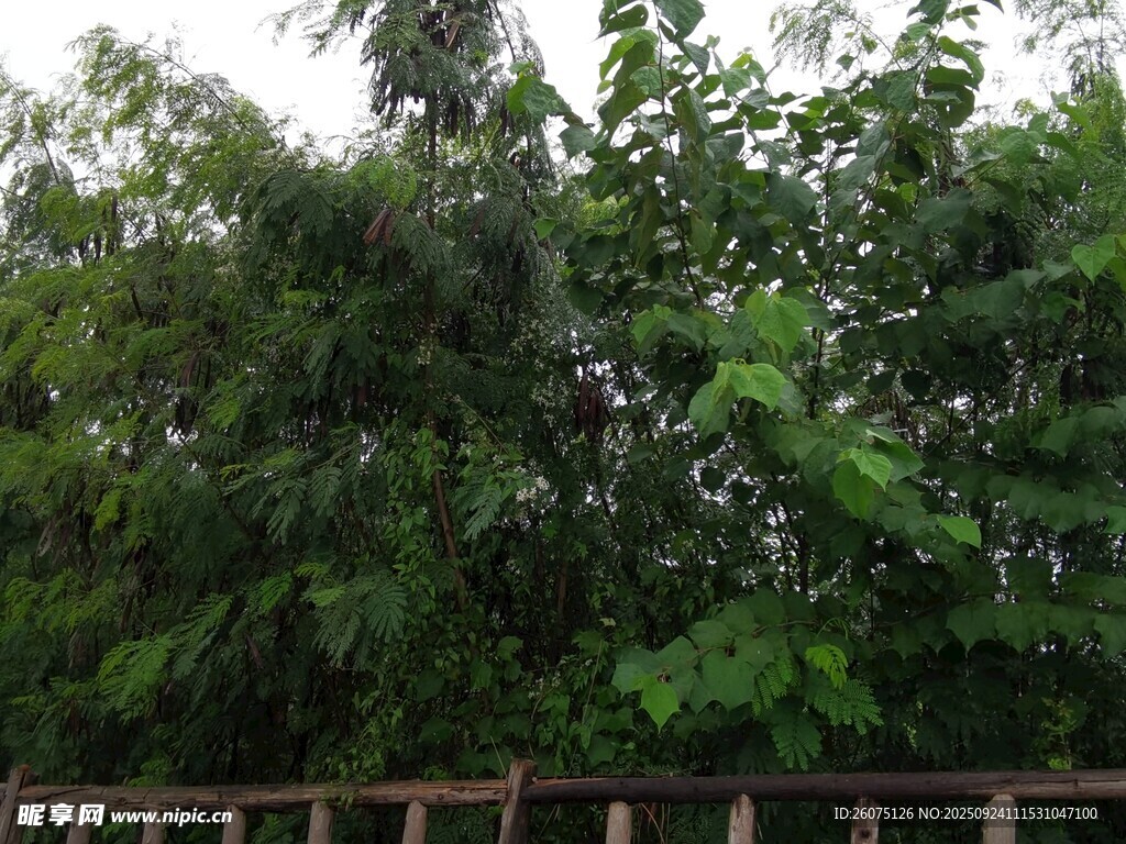 繁茂绿植与木栅栏景观