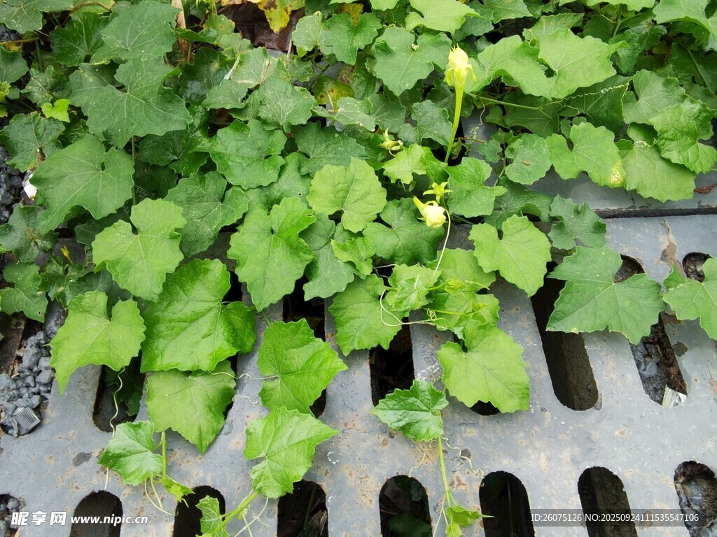 排水口处长出的翠绿植物