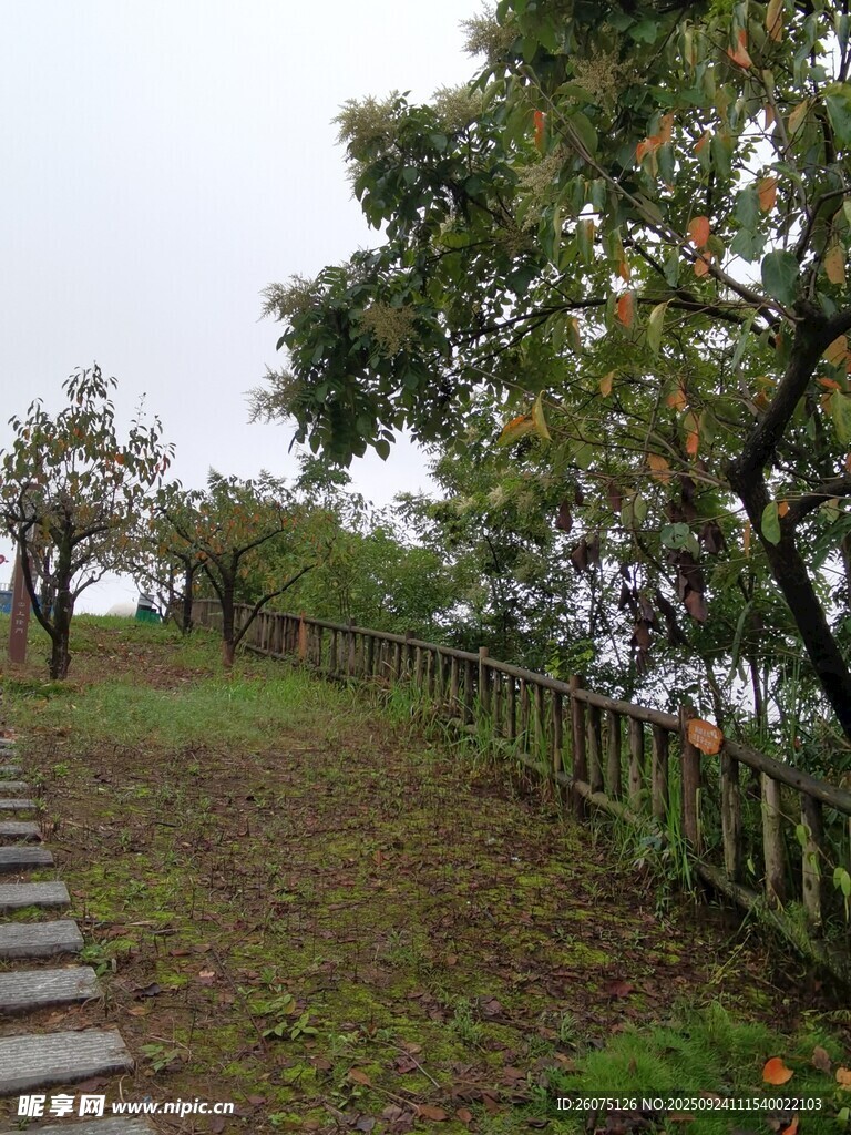 山间石阶旁的葱郁景致