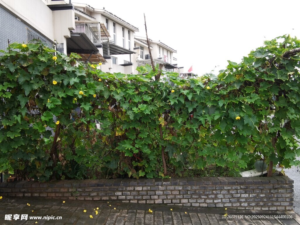 庭院绿植攀爬景象