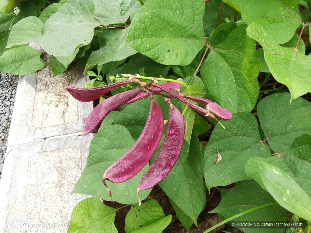 紫花豆角植物特写