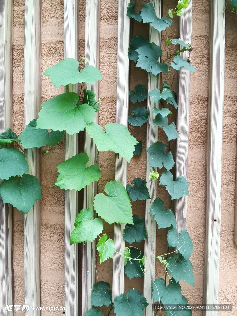 木栅栏上的翠绿爬藤植物