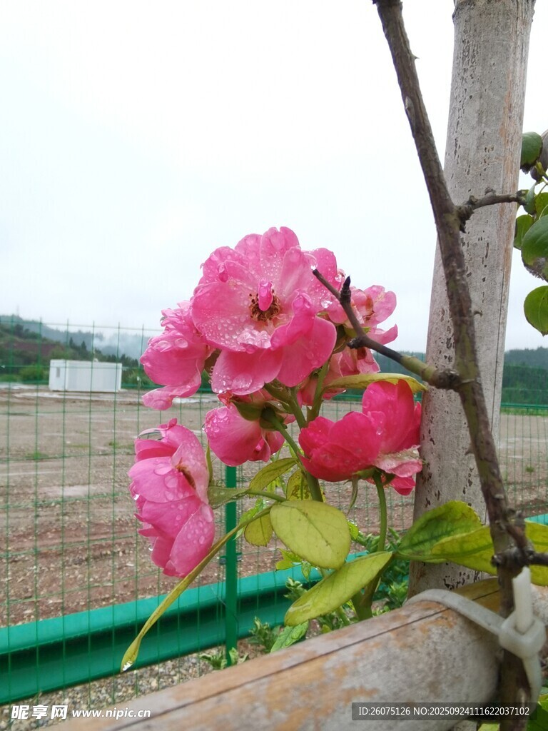 娇艳蔷薇绽放于竹架旁