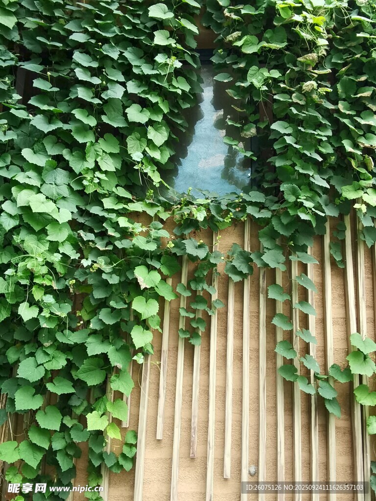 藤蔓爬满木栅栏的景致