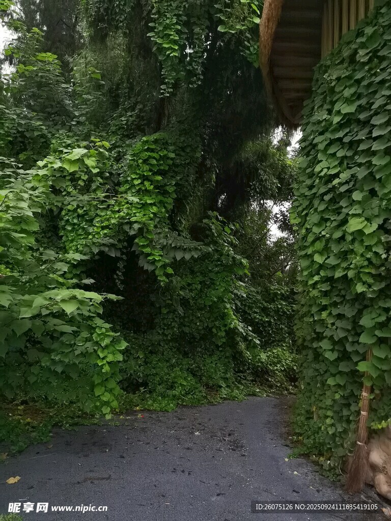 幽静绿植环绕的林间小道