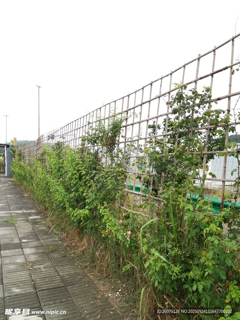 户外绿植旁的金属网格围栏