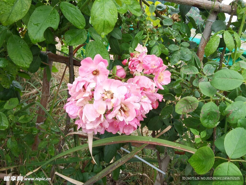 娇艳粉色月季花绽放
