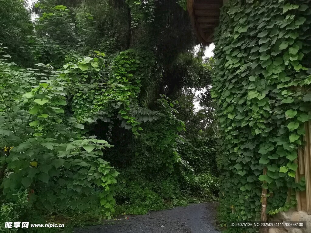 绿意盎然的林间幽径
