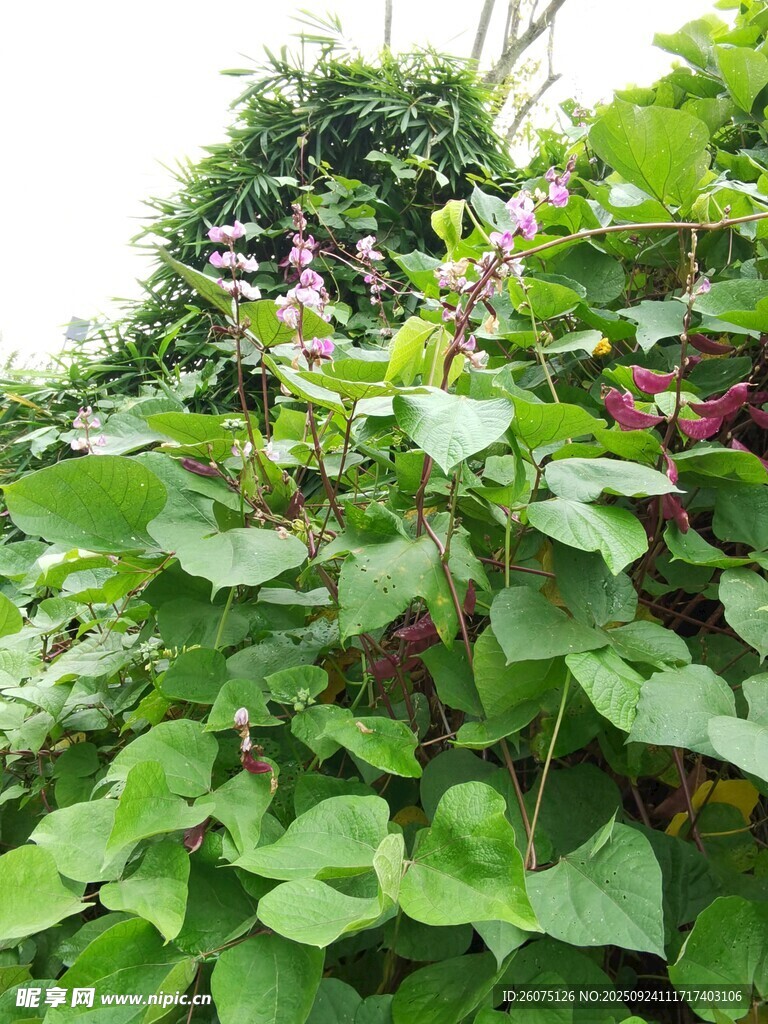 绿叶丛中的紫色花卉