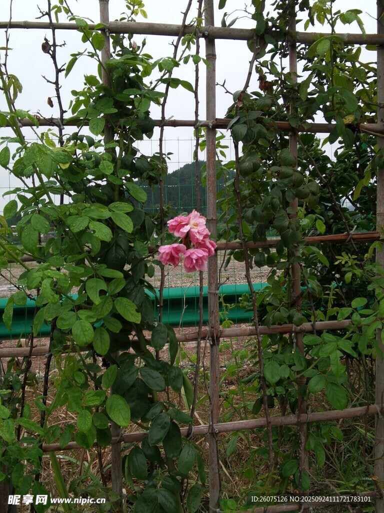 栅栏旁绽放的娇艳花朵