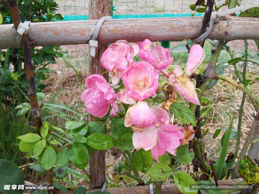 木架旁绽放的粉色月季花