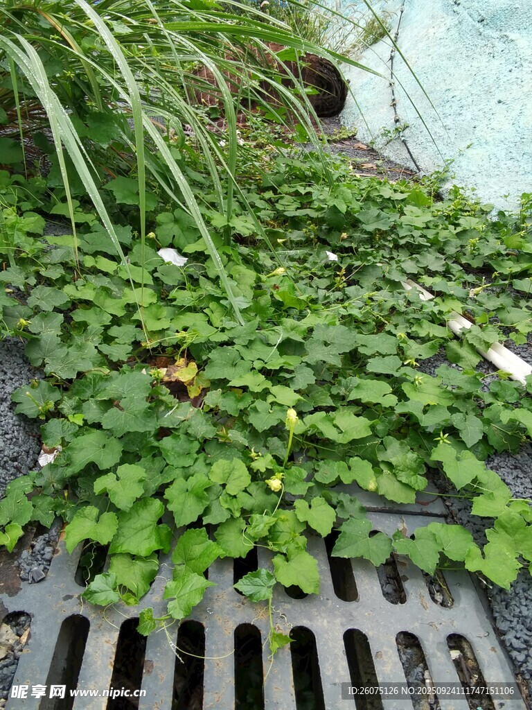 绿植覆盖的排水口