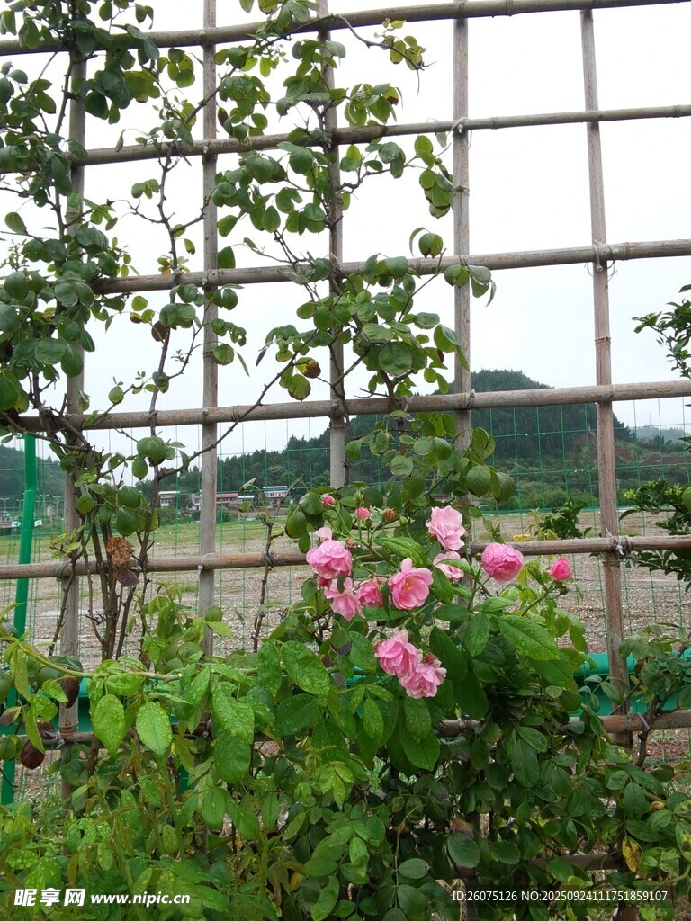 窗边绽放的娇艳粉色花朵
