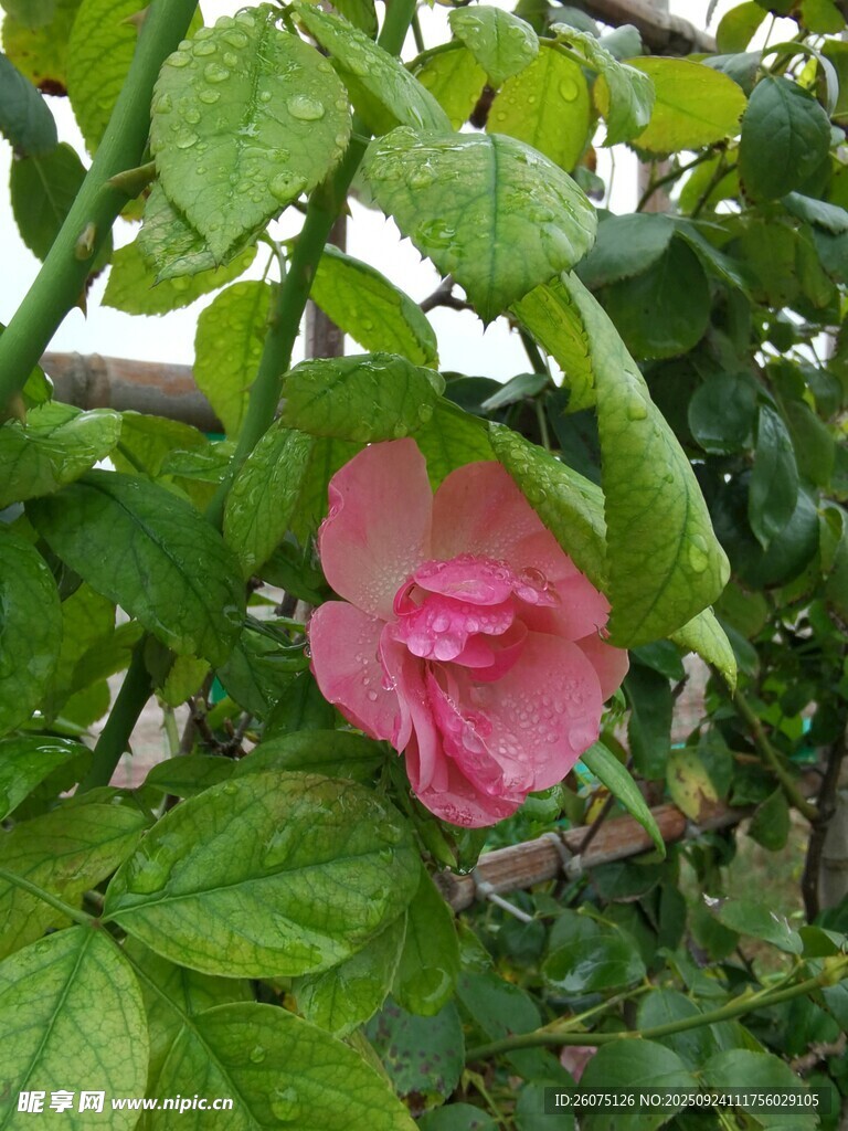 娇艳粉色花朵绽于绿叶间
