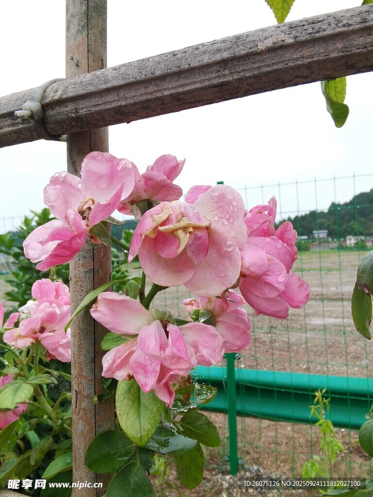 栅栏旁绽放的娇艳粉花