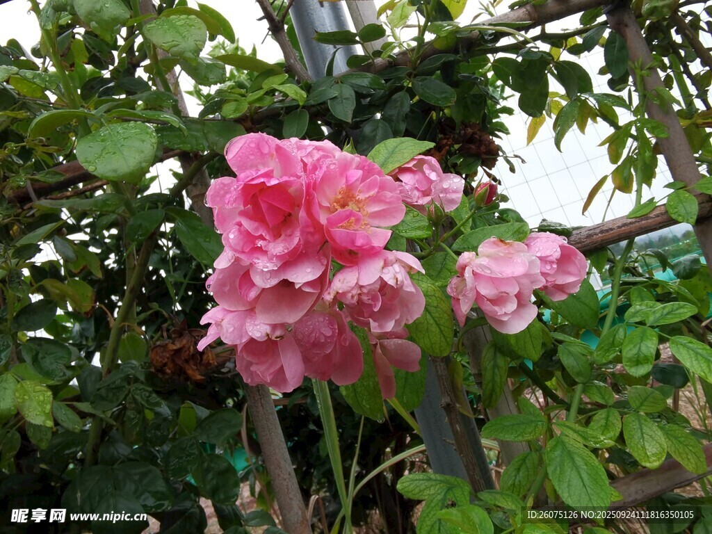 娇艳粉色花朵绽放绿叶间