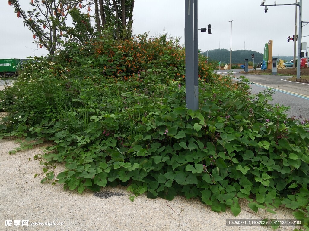 路边繁茂绿植景观