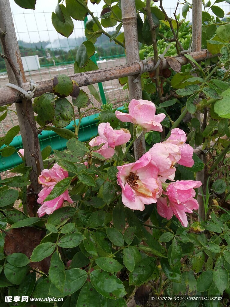 栅栏旁绽放的粉色月季花