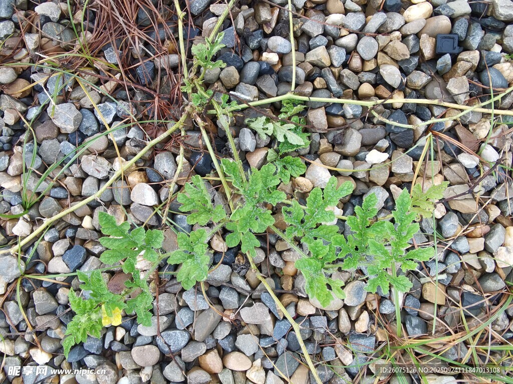 石缝中生长的绿色植物