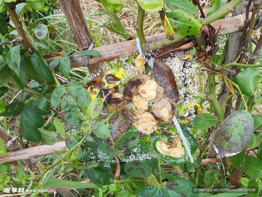 绿叶间蛛网上的晶莹水珠与枯叶