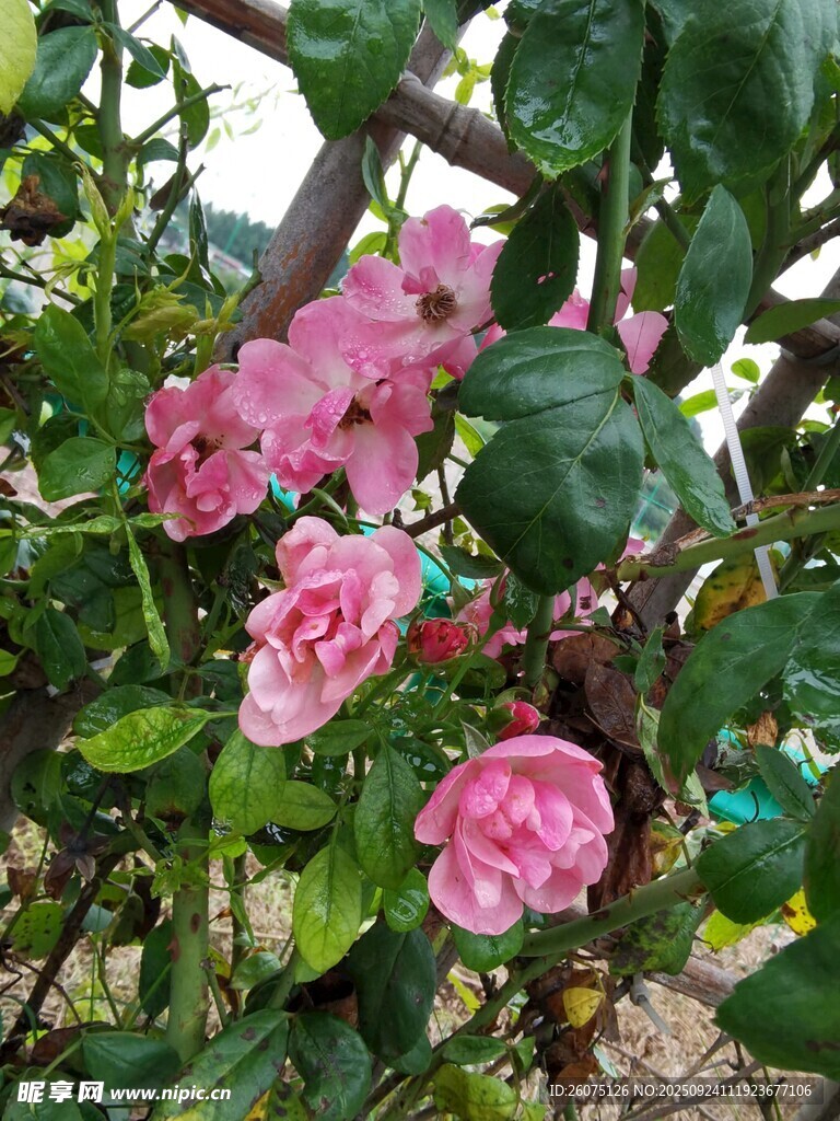 娇艳粉色蔷薇绽放枝头