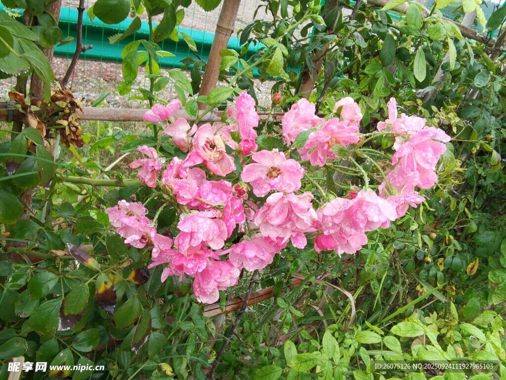 粉色繁花绽放于绿植间