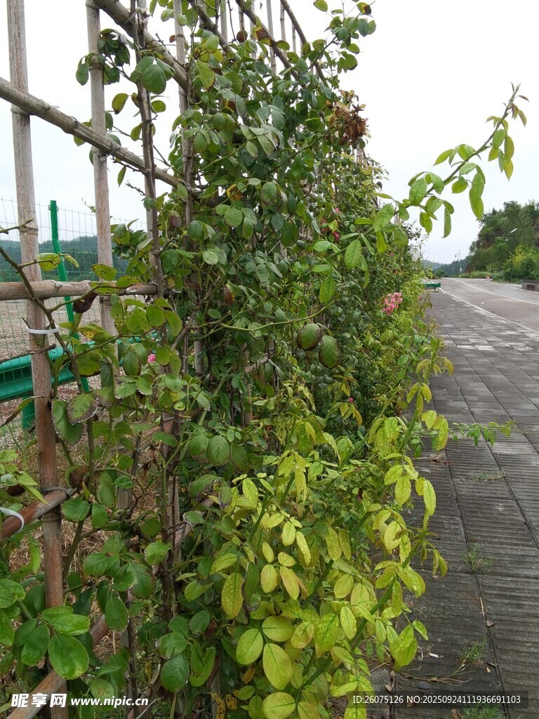 路边繁茂绿植景观