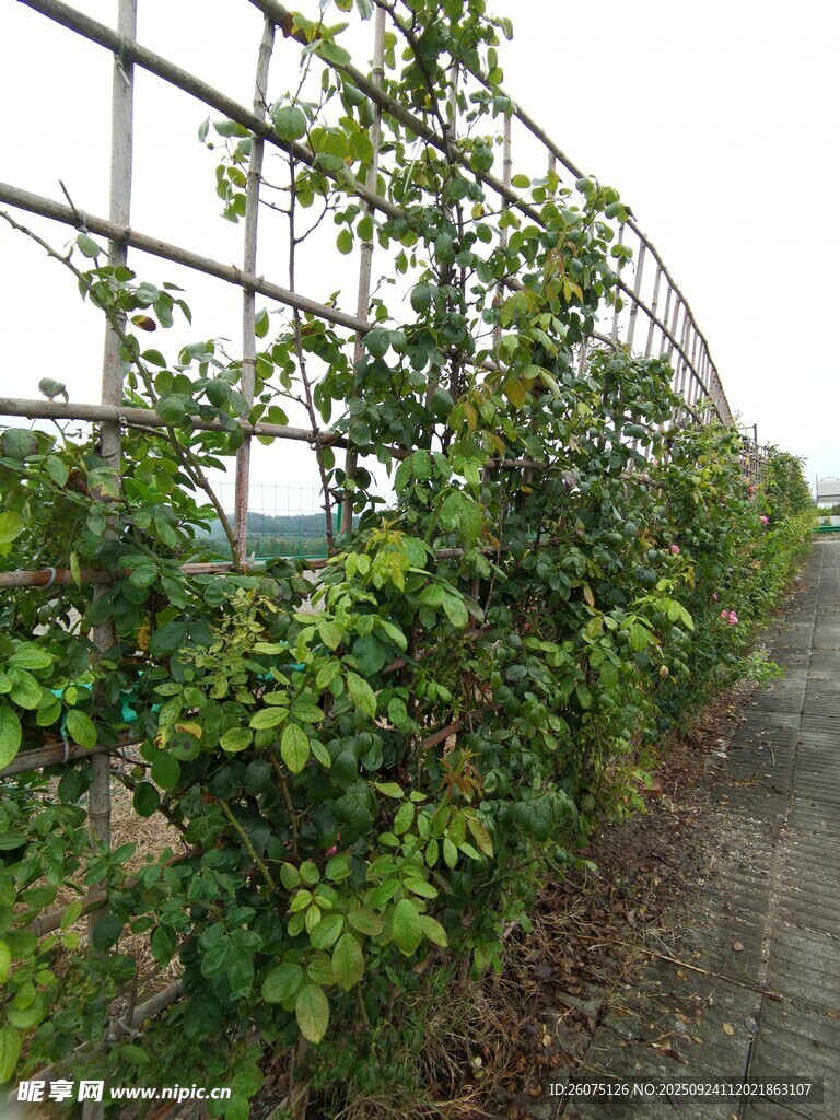 温室藤蔓植物景观