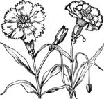 石竹花矢量素材