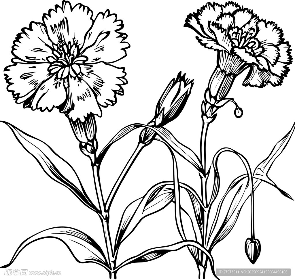 石竹花矢量素材