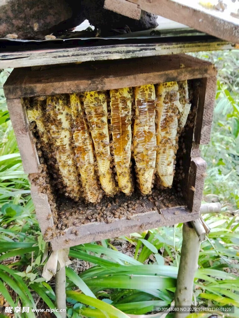 蜂蜜
