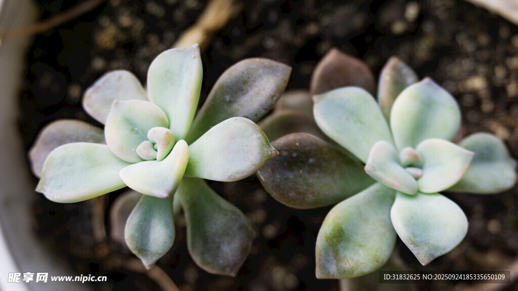 清新多肉植物盆栽