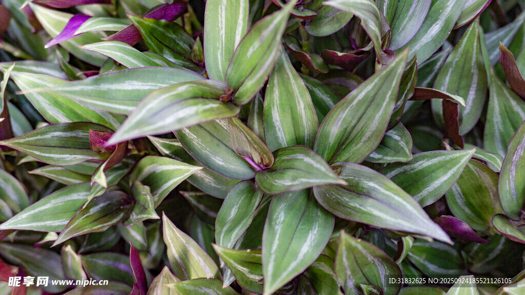 紫边绿叶植物特写