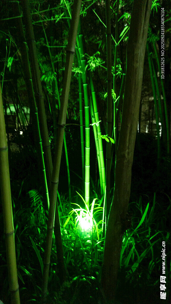 幽绿竹林中的神秘光影