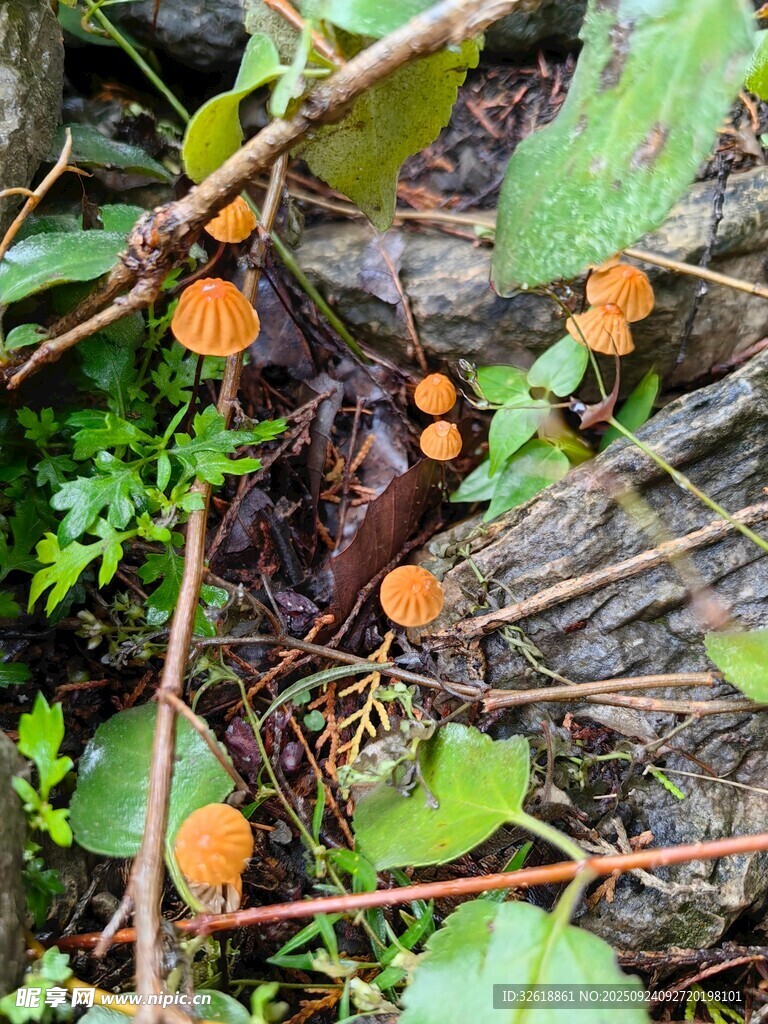 林间橙色蘑菇与绿植景象