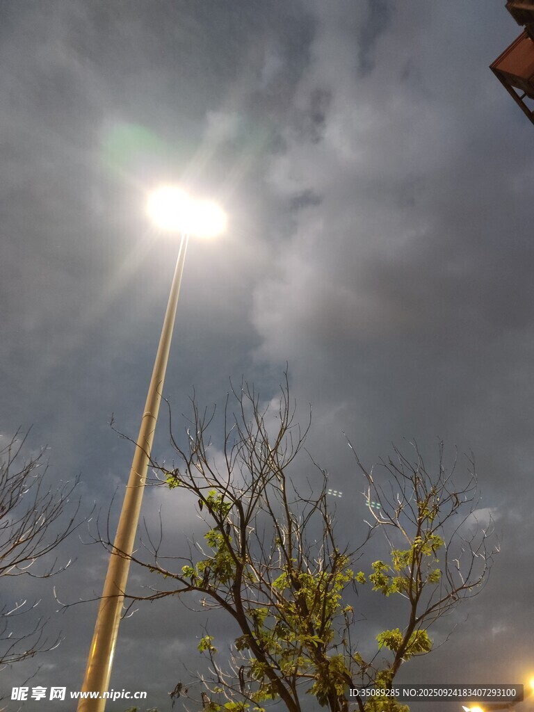 夜幕下路灯旁的光秃树木