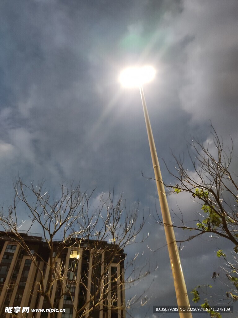 阳光下高楼与光秃树枝
