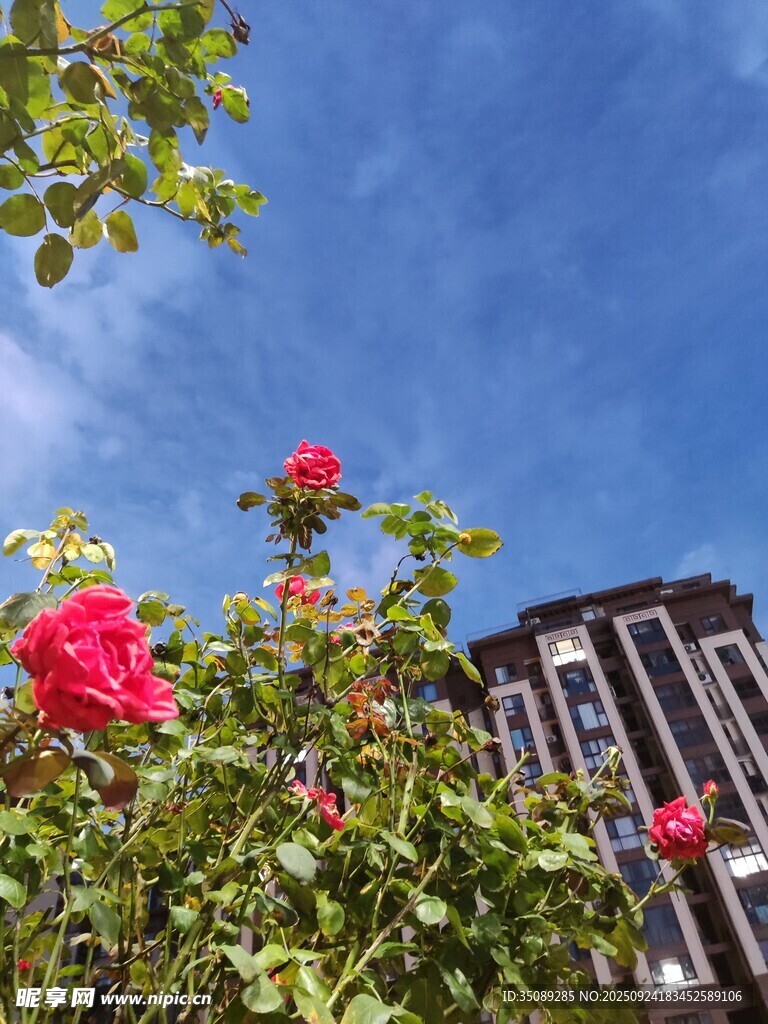 蓝天繁花映衬下的建筑