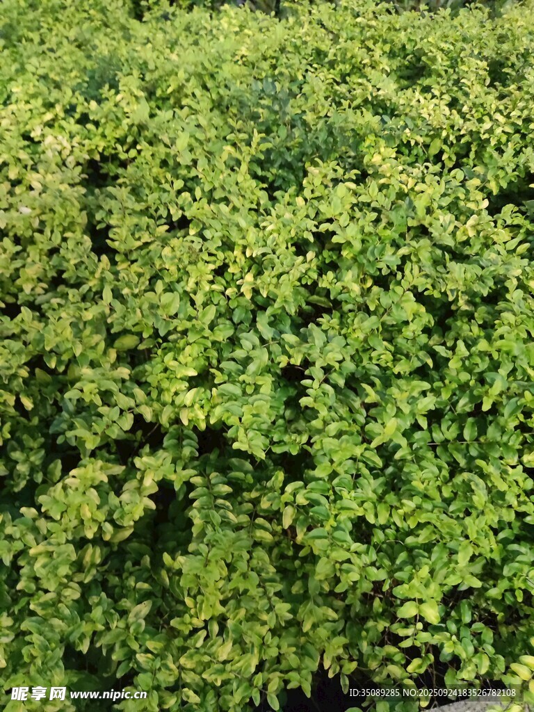 翠绿繁茂的灌木丛