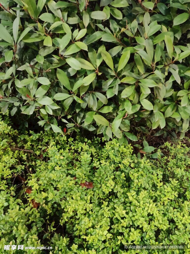 多样绿植展现自然生机