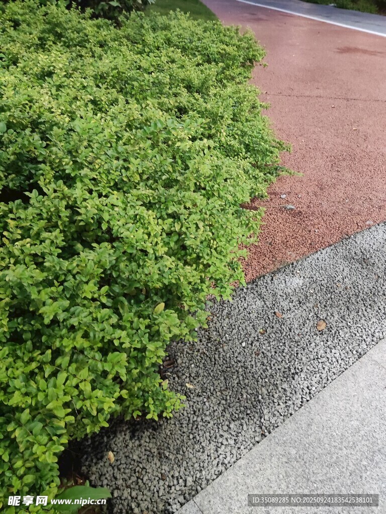 路边翠绿灌木丛