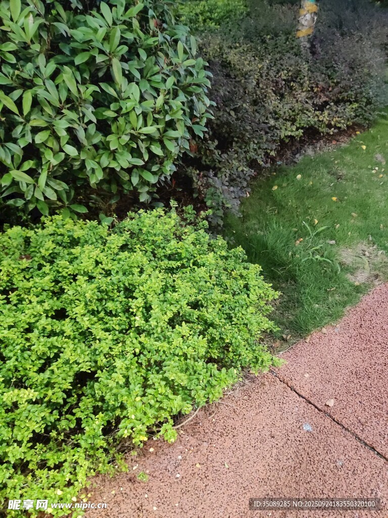 庭院绿植与砖石小径